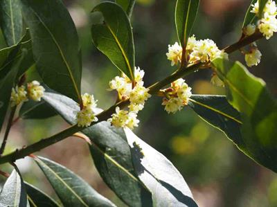 Laurus nobilis